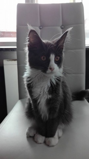 Kocięta Maine Coon