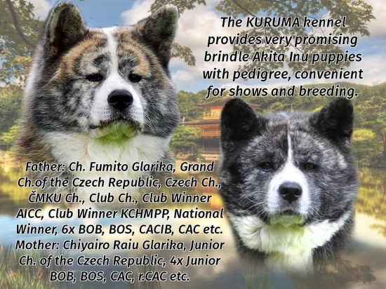 The KURUMA Kennel provides brindle  Akita Inu puppies