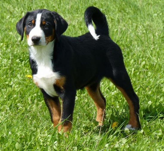 Appenzeller cattle dog puppies with FCI pedigree