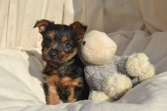 Australijski Terrier - Niesamowity chłopczyk szukający nowej rodz