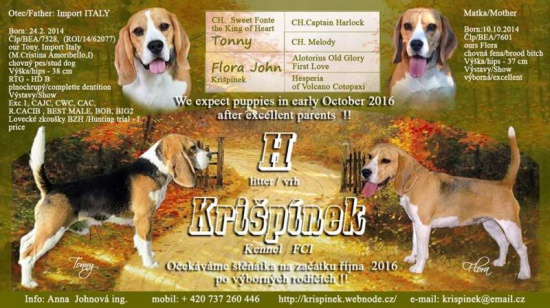 Beagle puppies with pedigree