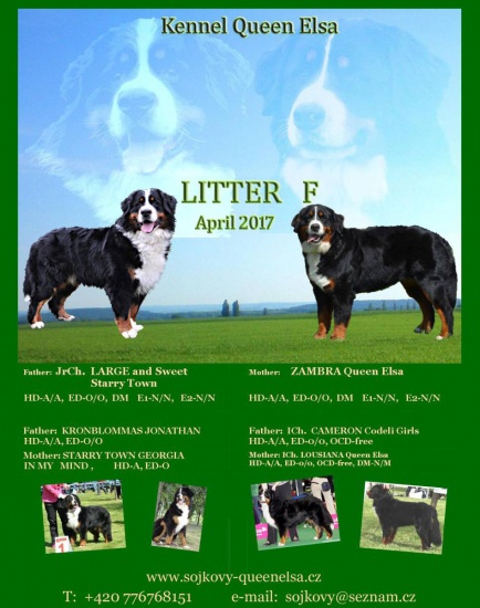 Berneński pies pasterski FCI puppies