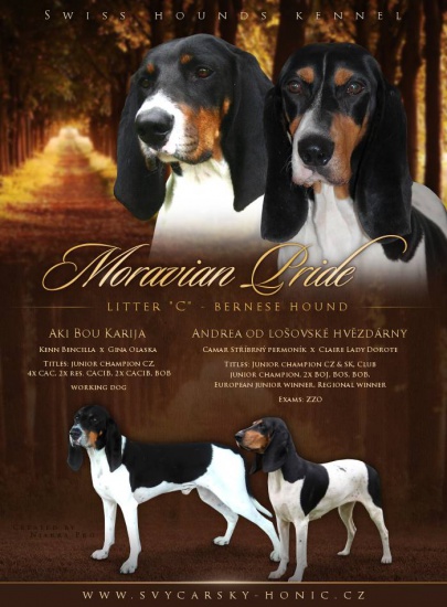 Bernese hound with pedigree