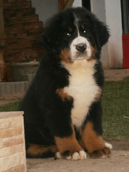 Bernese Mountain Dog – we offer puppies with pedigree
