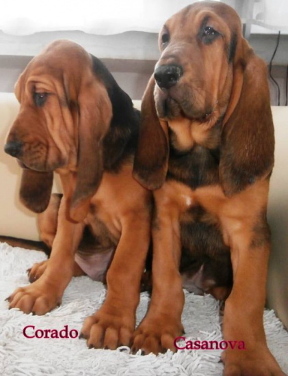 Bloodhound szczeniąta