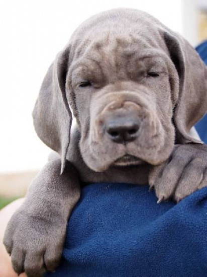Blue Great Dane-puppies for sale