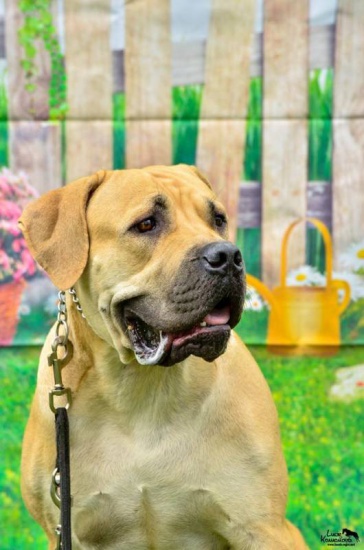 Boerboel szczenięta z rodowodem