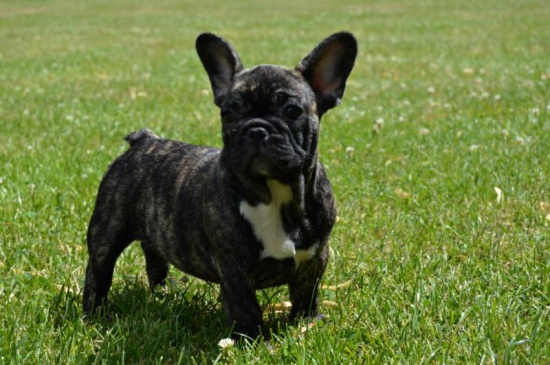 Buldog francuski z rodowodem