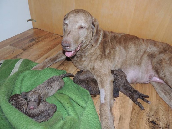 CHESAPEAKE BAY RETRIEVER