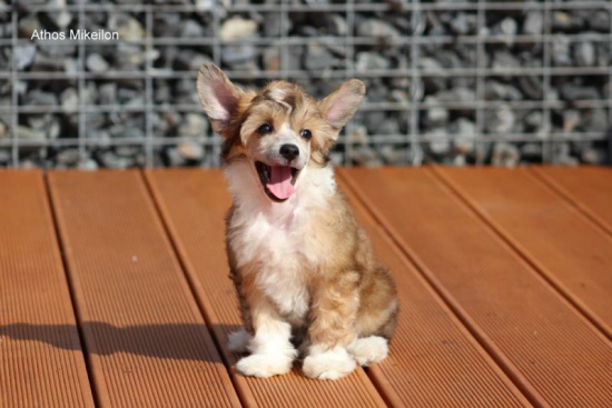 Chinese crested dog – powderpuff with pedigree