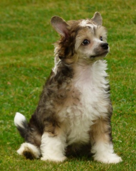 Chinese Crested Dog Powder Puff Boy, KC registered