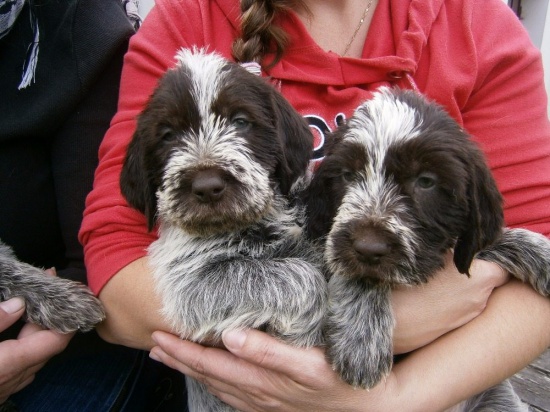 Offer amazing puppy Czeski fousek with pedigree (FCI)