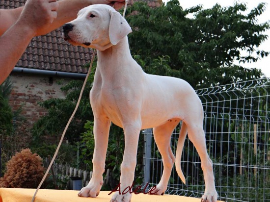 Dogo Argentino beautiful females 