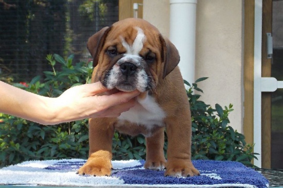 English Bulldog, Bulldog