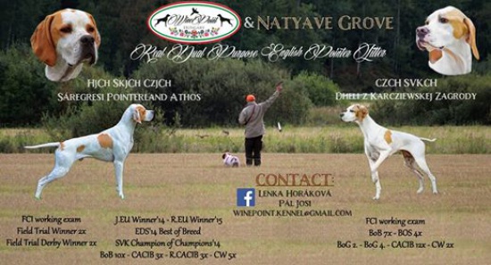 English Pointer