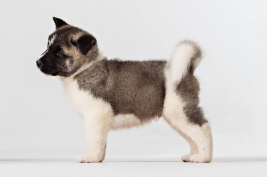 American Akita (FCI) puppies