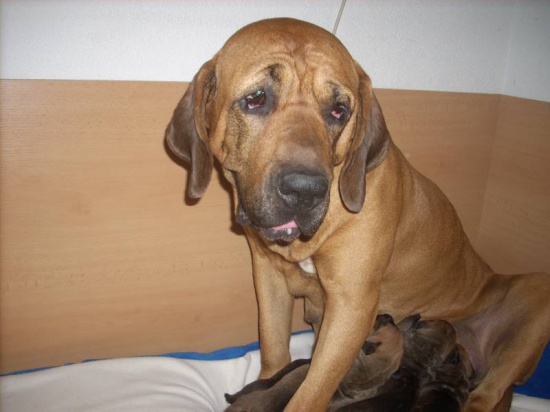 Hodowla oferuje szczenięta Fila Brasileiro z rodowodem FCI
