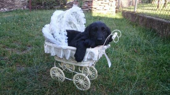 Flat Coated Retriever