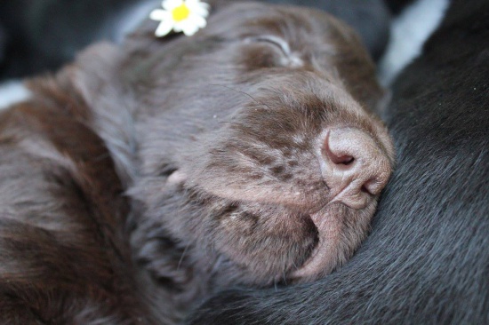 Flat Coated Retriever puppies with pedigree, ready for new homes