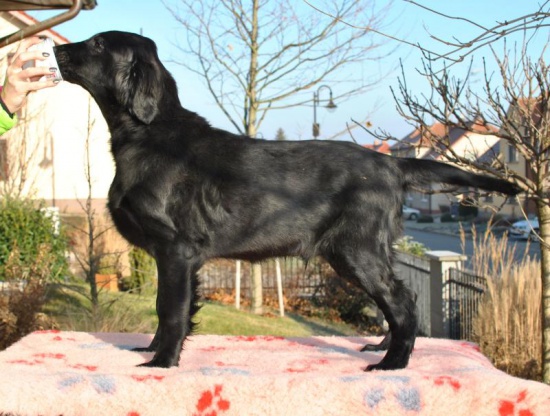 Flat Coated Retriever puppies – Perfect mating!
