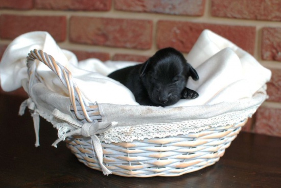 Flat Coated Retriever puppies – TOP mating!