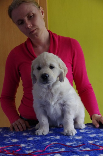 Golden Retriever foreign mating