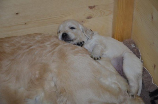 Golden Retriever szczenięta z rodowodem
