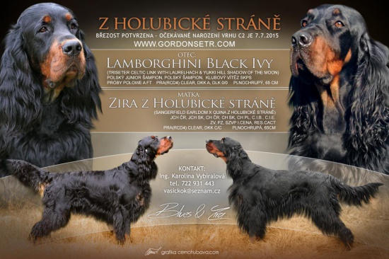 Kennel z Holubicke strane offers Gordon Setter puppies