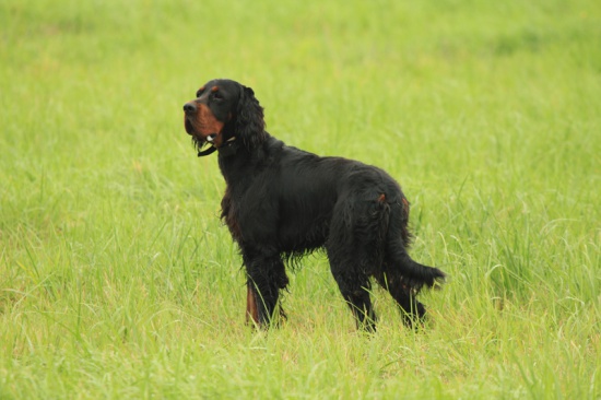 Gordon Setter puppies with pedigree (taking 1/2 of August)