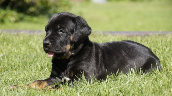Gorgeous Tosa Inu puppy TOP quality