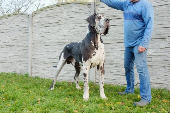 Great Dane black, harlequin, merle