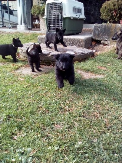 Litter od GSD pupys available Born 22.9.2017