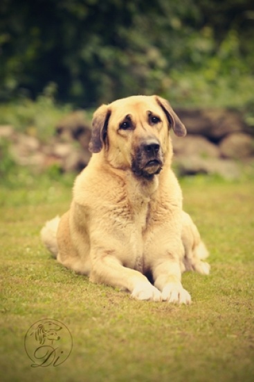 Owczarek anatolijski - Kangal  