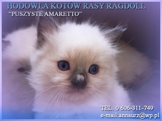 Kocięta Ragdoll
