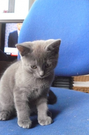 Kot kartuski – Chartreux