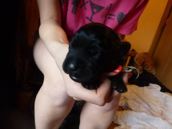 Labrador Retriever show quallity puppies