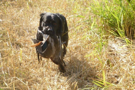 Labrador retriever male dog for mating