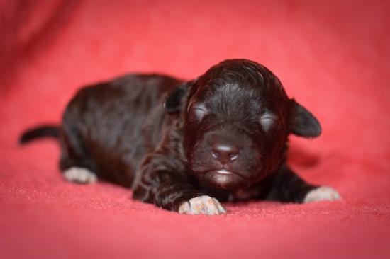 Lagotto Romagnolo puppies with pedigree 