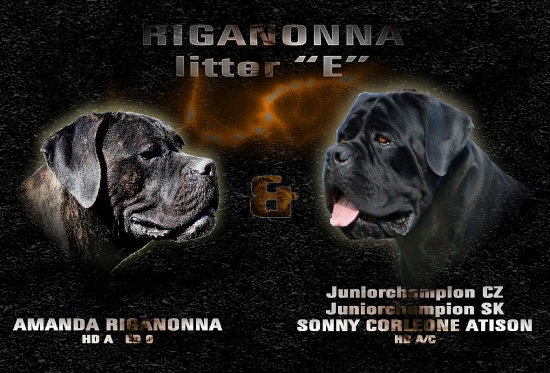 Cane Corso - puppies with pedigree
