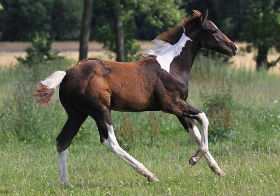 Luxury stallion APH - super origins!!!