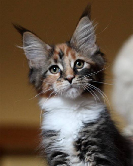 Maine Coon lovely babys for sale with pedigree