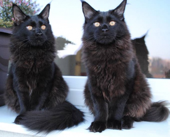 Luxury Maine Coon kittens, FIFe registered