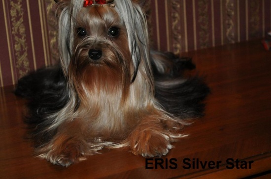 Yorkshire Terrier -york
