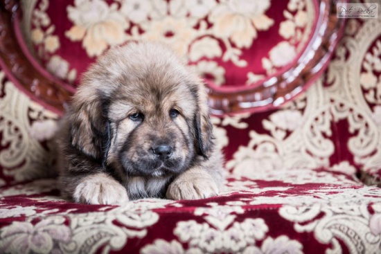 Mastif tybetański (Do-Khyi) puppies with pedigree
