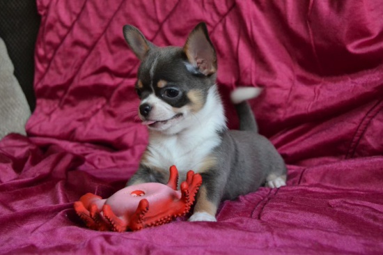 Chihuahua PIESEK z rodowodem FCI