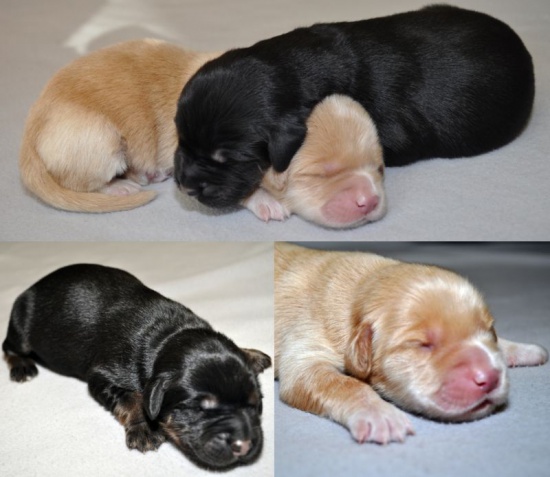 Offer: Hovawart puppies with pedigree - available 01/2017