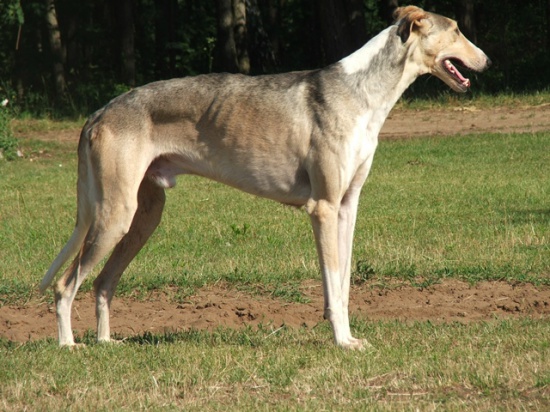CHART POLSKI CHARTY POLSKIE POLISH SIGHTHOUND SZCZENIĘTA PUPPIES