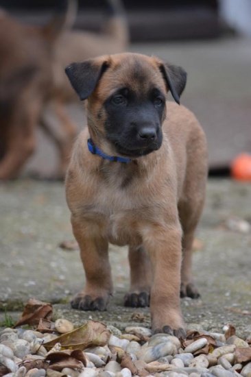 Owczarek belgijski Malinois puppy male with pedigree