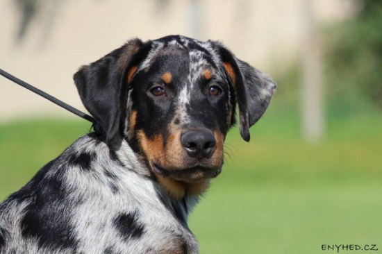 Owczarek francuski beauceron puppies