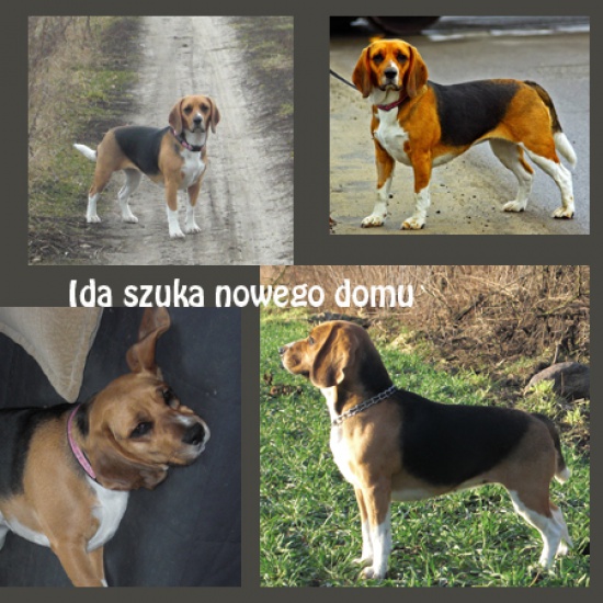 Piękna, młoda sunia IDA szuka nowego domu